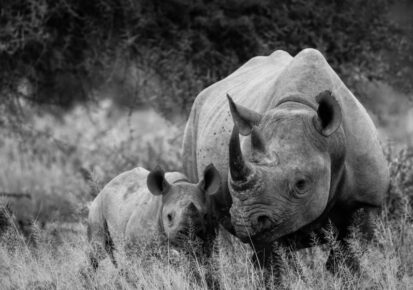 1 Day safari tour to Ziwa Rhino Sanctuary