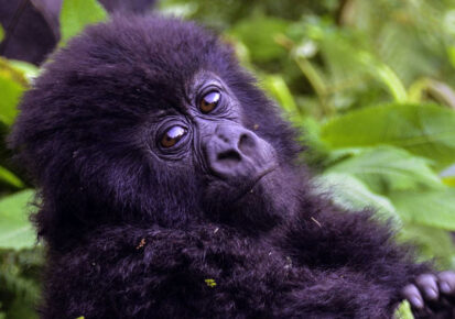 4 Days Bwindi Gorilla tracking safari