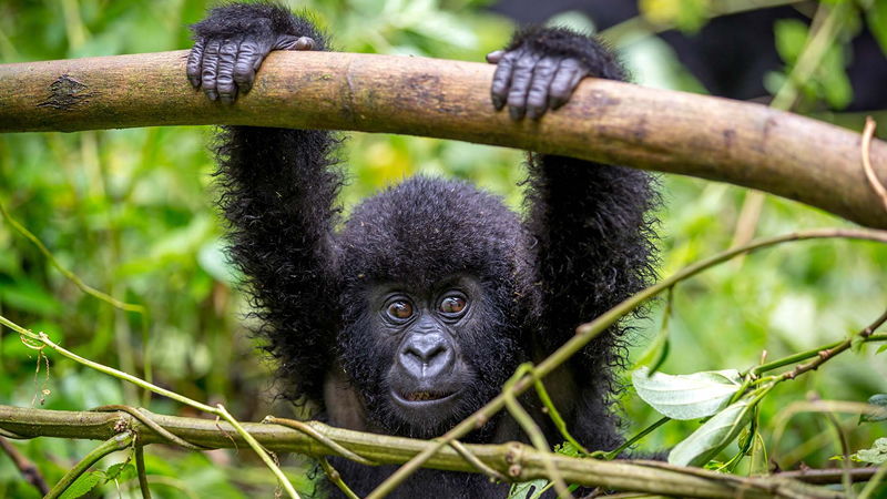 Are Primate Safaris In Uganda Worth The Money Value