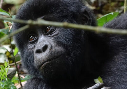 3 Days Rwanda Luxury Gorilla safari