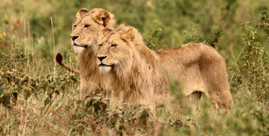 Rwanda Wildlife Tours, Are Game Watching Safaris In The Ishasha Sector Of Queen Elizabeth National Park Worth The Money?