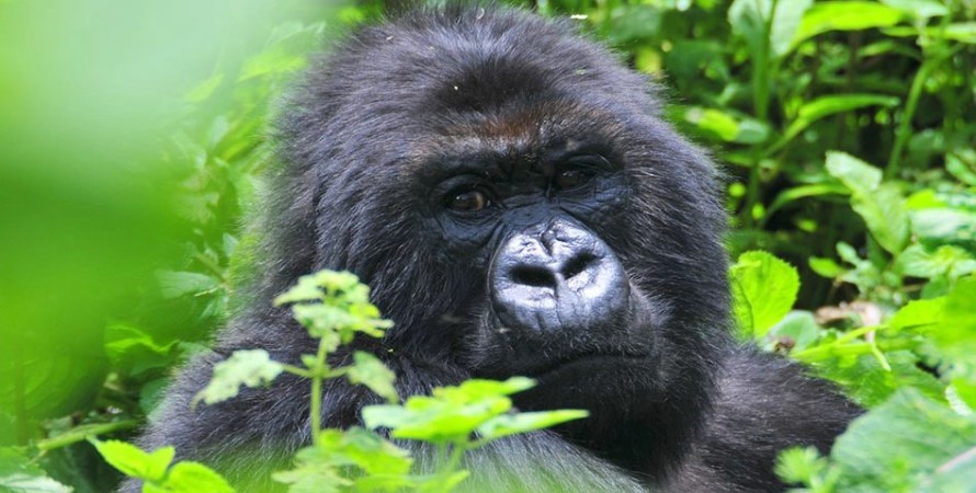 Gorilla permit price in Bwindi impenetrable forest national park vs volcanoes national park