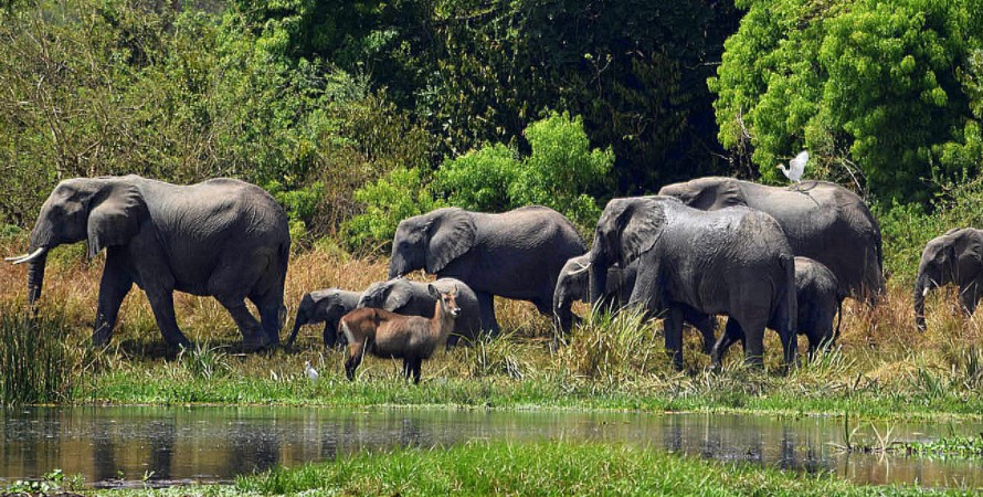 Tanzania Tours, Best Uganda National Parks