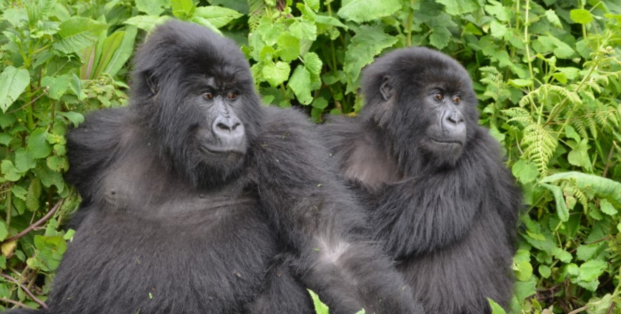 Stay Longer with Bwindi Gorillas through Gorilla Habituation