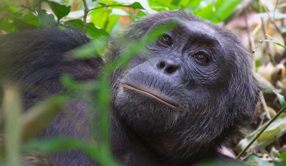 Cost for chimpanzee trekking in Uganda