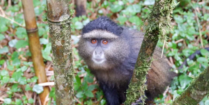 Golden monkey trekking in Rwanda