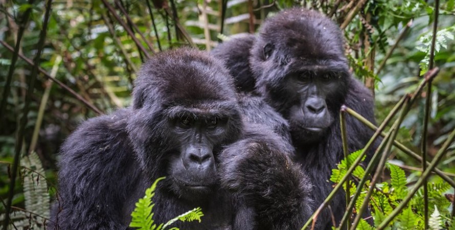 Can I Book the Rwanda gorilla trekking and safari holiday from Qatar?