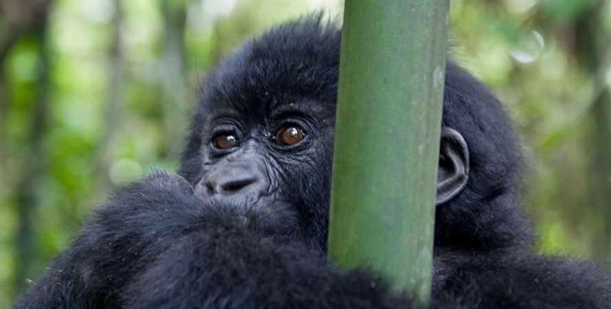 Gorilla trekking safari in Bwindi starting from Nkuringo sector