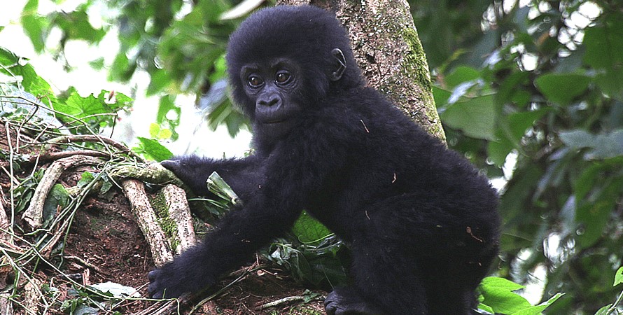 Gorilla trekking safari in Bwindi starting from Ruhija region