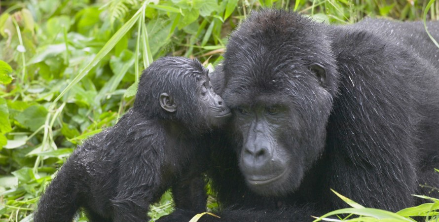 The cost of a gorilla tour in Uganda, Rwanda, and DR. Congo.