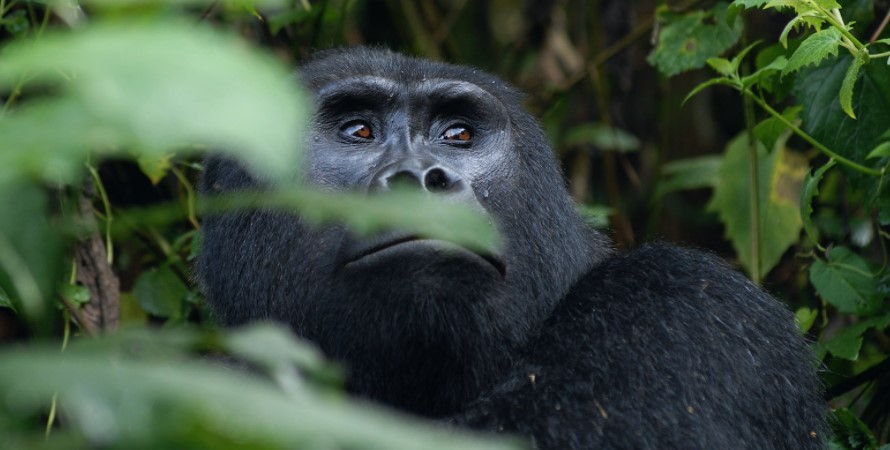Kibale forest national park is located in western Uganda harboring the biggest population of chimpanzees in not only Uganda but also Africa. Kibale was gazette in 1993 and is now protecting over 1500 chimpanzees