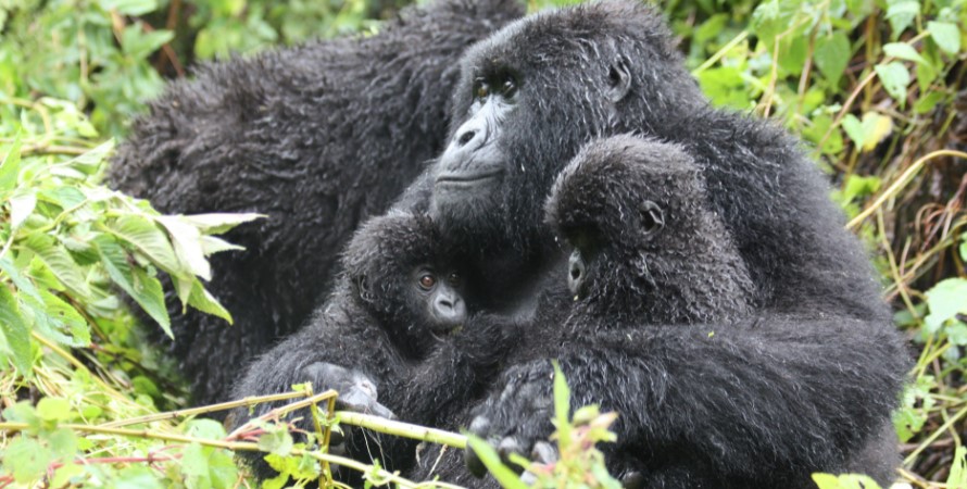 Gorilla habituation experience in Bwindi impenetrable forest national park is worth the money spent because it gives tourists up to 4 hours of being with mountain gorillas, making them get used to human presence while learning about their habits