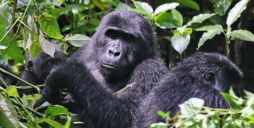 Is it possible to trek mountain gorillas twice?