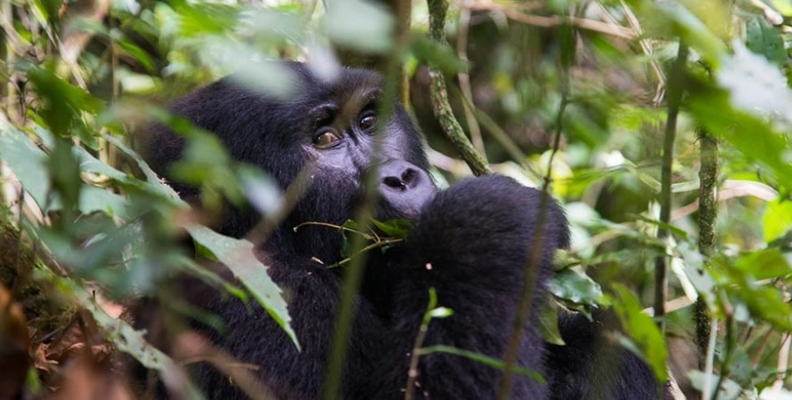 How to access volcanoes national park Rwanda to spend 1 hour with mountain gorillas?