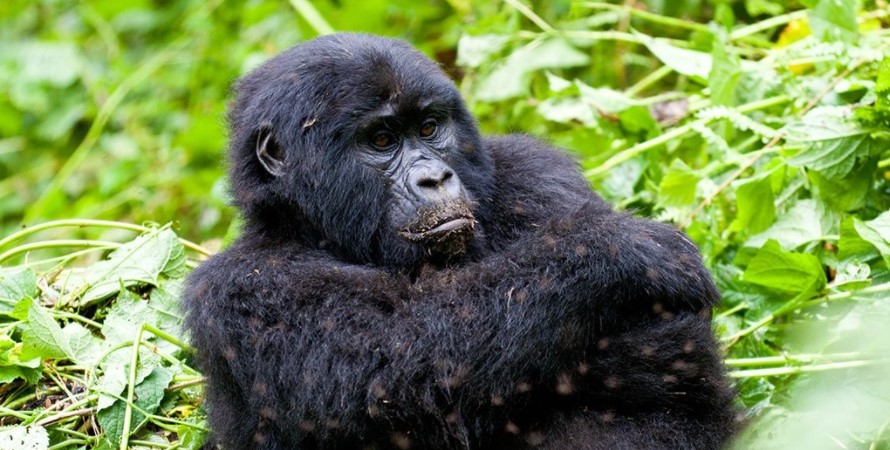 Luxury gorilla safari to Rushaga sector during the high season