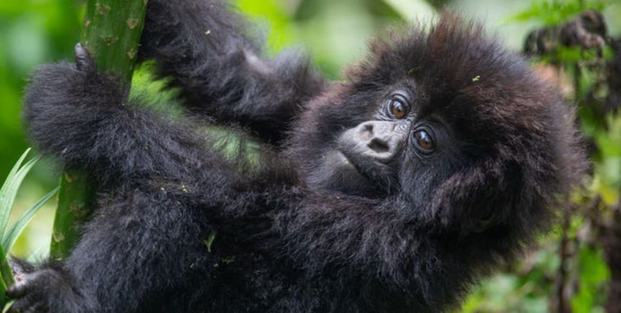 ountain gorillas can only be found within Africa in the whole world. Gorilla trekking in Africa allows you to move around the jungle looking for these endangered apes and being around them for a maximum of 1 hour. Mountain gorillas