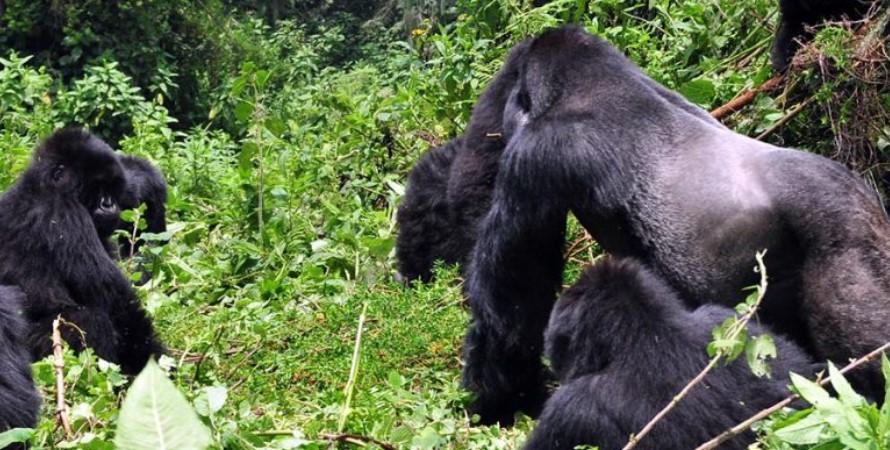 Can I trek mountain gorillas and do safari trips in Rwanda from Spain?
