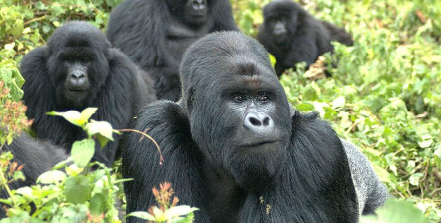 Safari Activities in Nkuringo after gorilla habituation experience