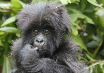 2 Days Mountain gorilla trekking safari to Mgahinga from Kampala