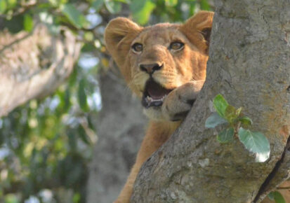 4 Days Queen Elizabeth Wildlife and tree-climbing Lions safari