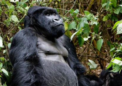 2 Days Gorilla Safari in Volcanoes Rwanda will take you to Volcanoes national park to get in touch with the endangered mountain gorillas. This Rwanda gorilla safari will acclaim you a memorable explore of Rwanda’s endangered mountain gorillas