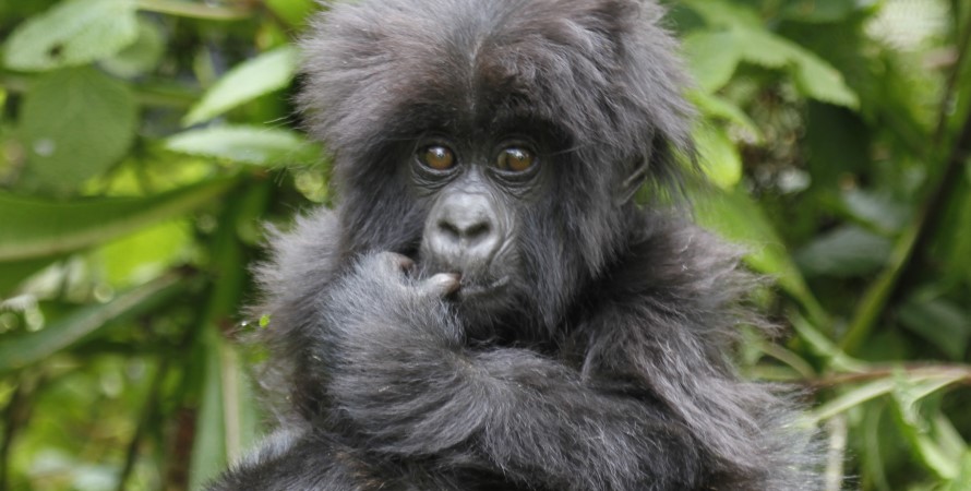 Seeing Uganda gorillas from Victoria Falls