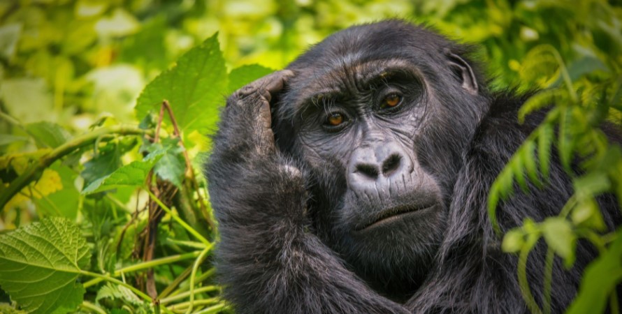 The best time for gorilla trekking in Bwindi impenetrable forest national park