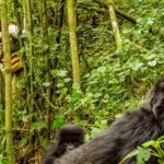 Top tourist activities in Bwindi impenetrable national park