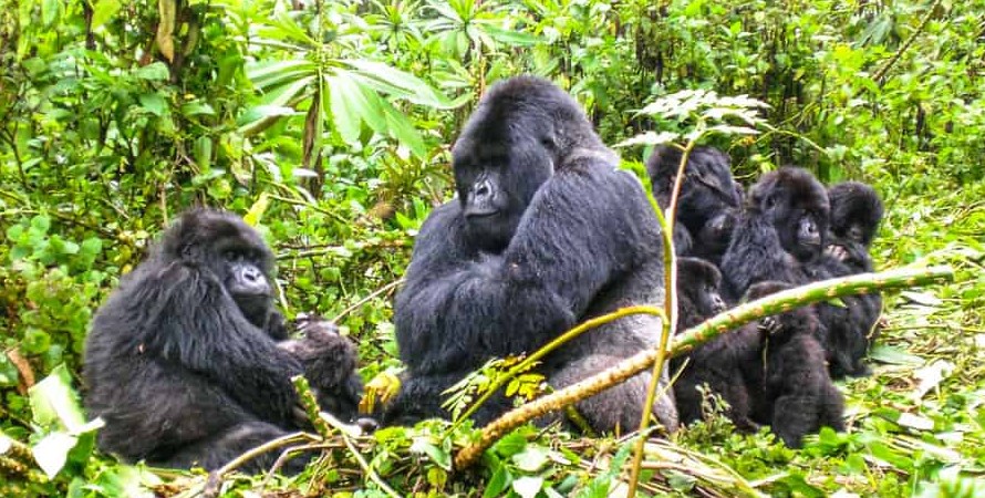 Uganda gorilla and chimpanzee trekking from Canada