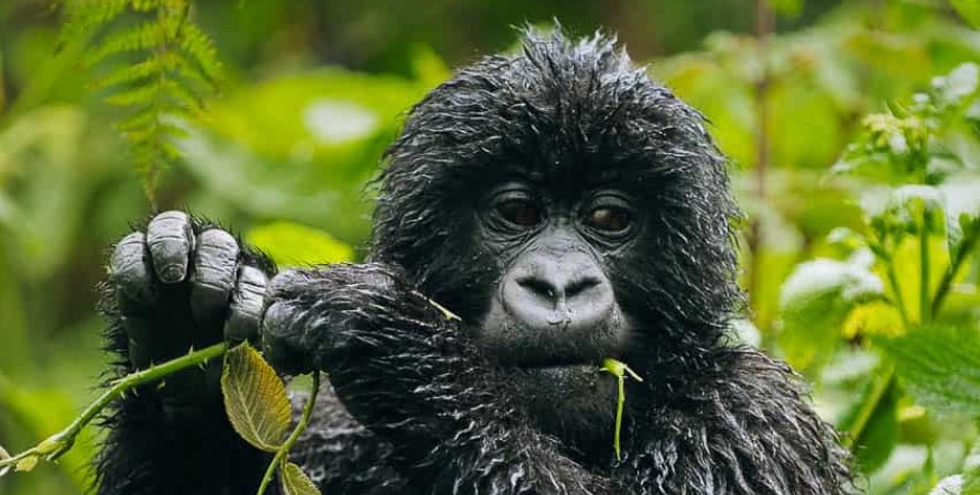 Uganda gorilla trekking from the United States of America