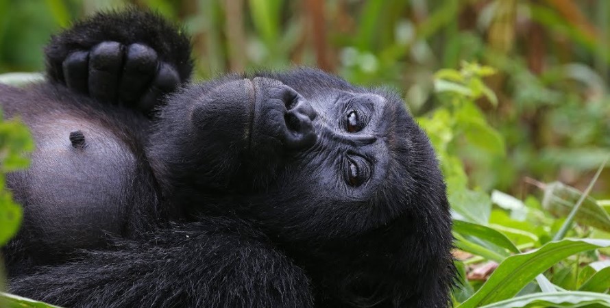 Trekking the gorillas of Uganda, Rwanda, and Congo in the wet season