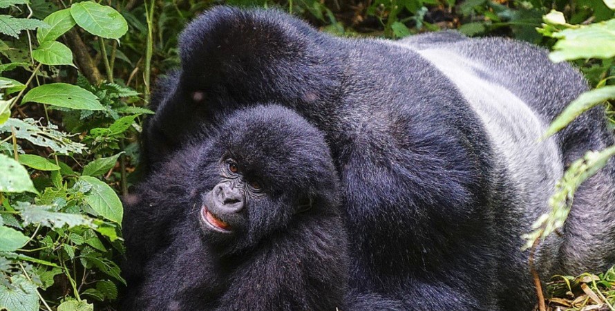 Assurance of seeing gorillas in Uganda, Rwanda, and Congo