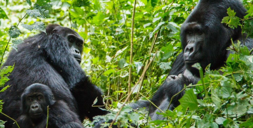 What is the population of mountain gorillas in Uganda?