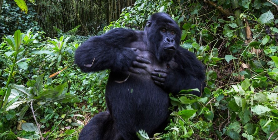Nkuringo safari activities after seeing the endangered mountain gorillas