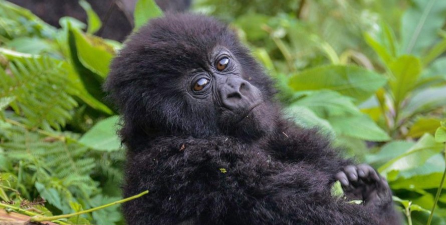 What is the difference between a one-hour and a four-hour gorilla experience in Uganda