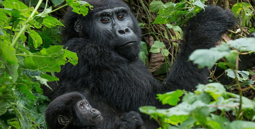 Cost of seeing mountain gorillas in volcanoes national park vs Bwindi impenetrable forest national park