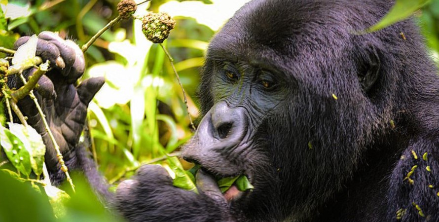 Safari activities in Ruhija sector after gorilla trekking