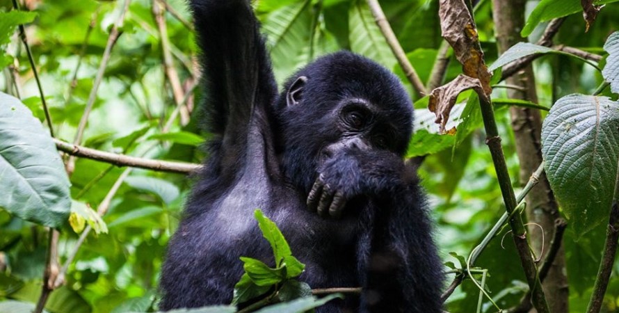 How to carefully plan your Uganda gorilla safari