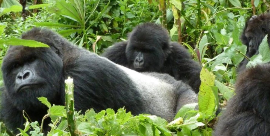 Gorilla trekking safari in Bwindi starting from Buhoma region
