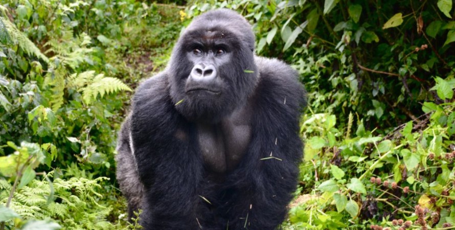 Where to find mountain gorillas in Rwanda