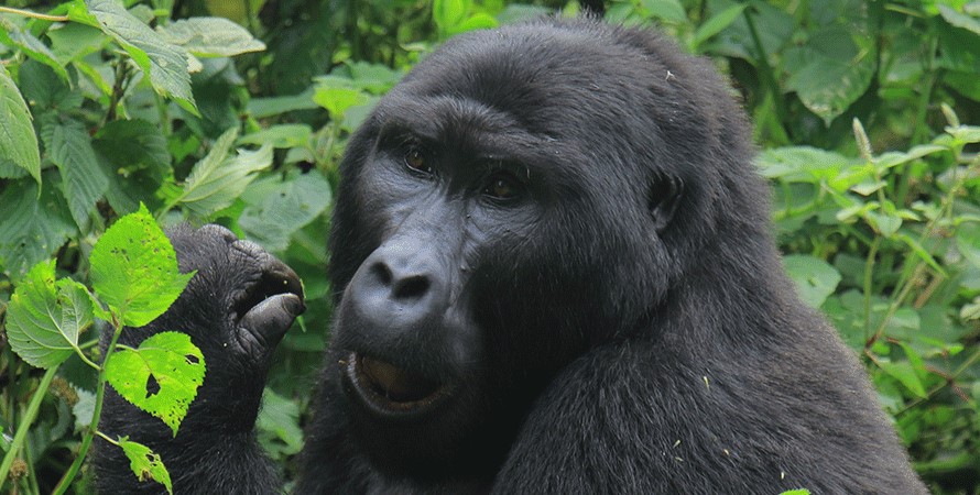 Primate safaris in Rwanda may be finished inside the volcanoes National park that is located withinside the northwestern side of the country, Nyungwe Forest National Park, and the newly gazette Gishwati Makura National park
