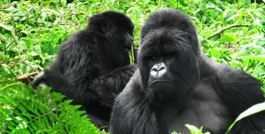 Gorilla trekking safari and trips in Rwanda from South Africa