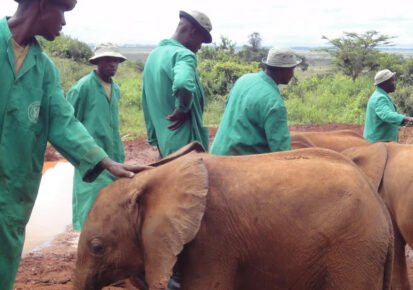 1 Day trip to Daphne Sheldrick Elephant Orphanage