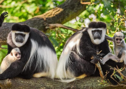 10 Days Primate Watching Trip To Uganda, DR.Congo And Rwanda