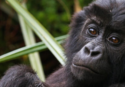 2 Days gorilla trekking safari in Congo from Kigali Rwanda