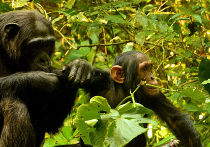 2 day Nyungwe Forest National Park safari package