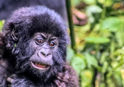 3-Day Rwanda Gorilla Trekking Safari experience-giving safari that is awarded and arranged for visitors who would like to explore the untamed volcanoes of the national park