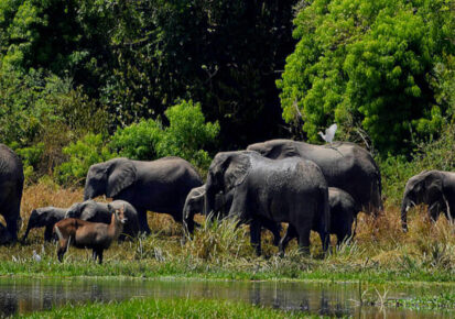 3 Days Big Five Safari in Rwanda