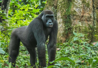 3 Days Congo Gorilla Trekking Tour