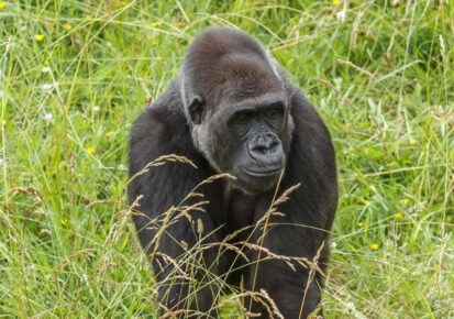 4 Days Congo Lowland Gorillas and Chimpanzee trekking safari